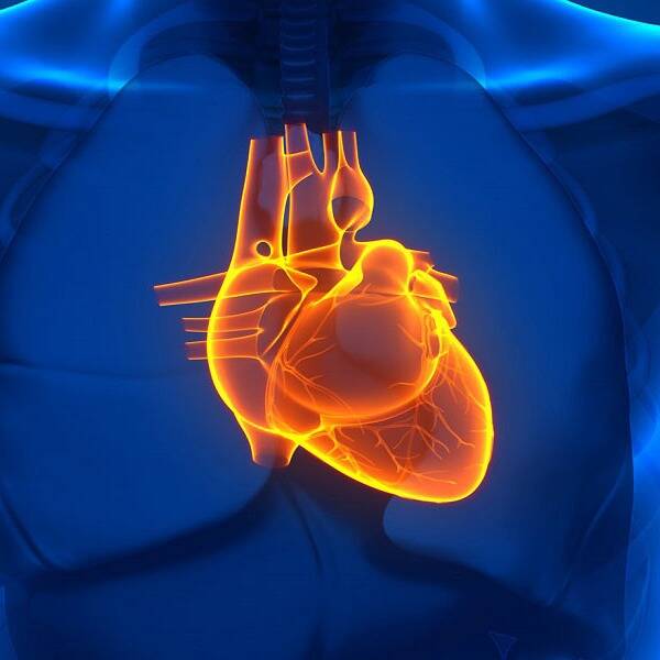 лікар УЗД серця ЕХО-КГ вул Саксаганського 75 : опис, відгуки, послуги, рейтинг, записатися онлайн на сайті h24.ua