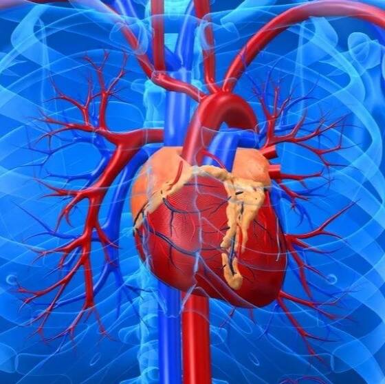 лікар Консультація Кардіохірурга Свято-Михайлівська клінічна лікарня м Києва: опис, відгуки, послуги, рейтинг, записатися онлайн на сайті h24.ua